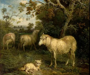Paysage avec des Moutons