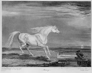 Marengo, le cheval préféré de Napoléon Ier, vers 1815