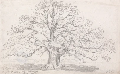 Le grand chêne de M. Howard, 5 août 1820