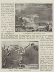 Le Cheval de Napoléon, Marengo