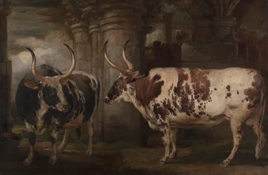 Portraits de deux bœufs extraordinaires, propriété du comte de Powis