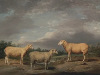 Moutons Ryelands, le bélier du roi, la brebis du roi et le mouton de Lord Somerville