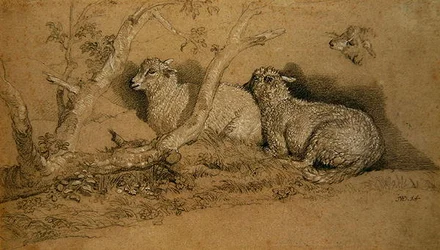 Moutons se reposant dans un bosquet boisé et étude de la tête d