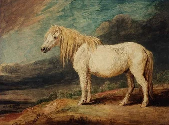 Poney Shetland