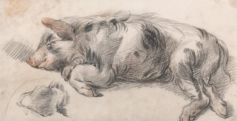 Cochon de lait