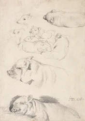 Études de cochons