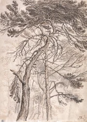 Étude des arbres