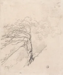 Arbre à flanc de colline