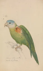 Un perroquet