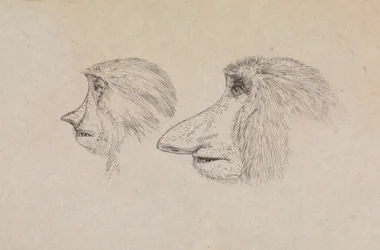 Têtes de deux singes nasique
