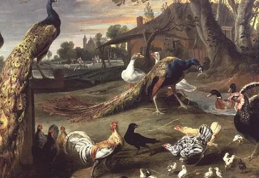 Paon et autres oiseaux dans un paysage