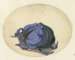 Coléoptère bleu