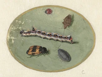 Coccinelle, chenille, cloporte et deux coléoptères (Animaux)