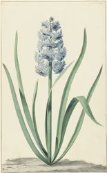 La jacinthe bleue Franciscus Primus