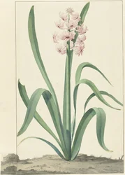 La jacinthe rose Rex Rubrorum