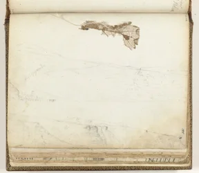 Baie de Sainte-Hélène, feuille séchée