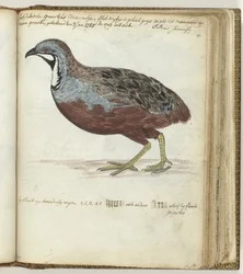 Caille à poitrine bleue
