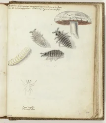 Vers de champignons