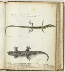 Lézard et tjitjak