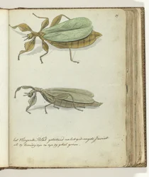 La feuille volante