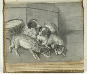 Chiens