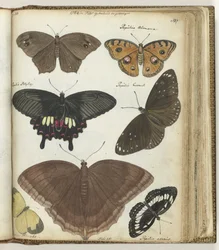 Papillons des Indes