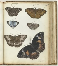 Papillons indiens