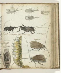 Insectes