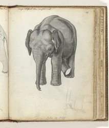 Jeune éléphant