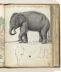 Jeune éléphant près d