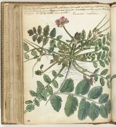 Herbe des prés du Cap