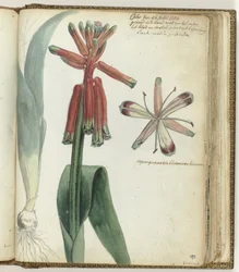 Fleur du Cap