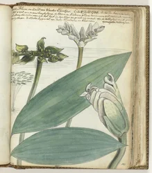 Fleur du Cap