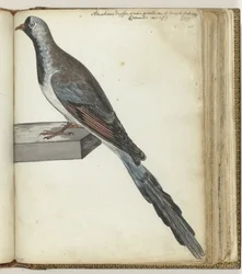 Pigeon du Cap