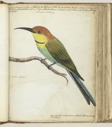 Petit oiseau sur une branche