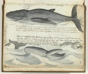 Baleines franches