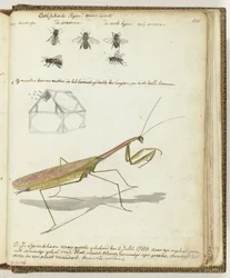 Abeilles et sauterelle des Indes orientales