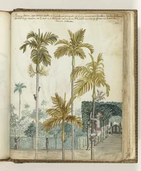 Palmiers pinang près du domaine