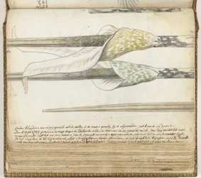 Herbe odorante