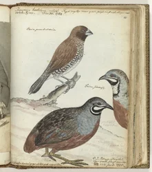 Oiseau de riz et cailles des Indes orientales