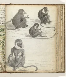 Singe Rolleway