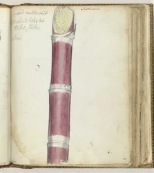 Canne à sucre rouge