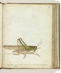 Sauterelle