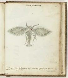 Petite mouche