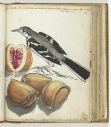 Bergeronnette avec fruits