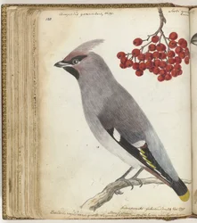 Oiseau suédois