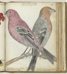 Oiseaux suédois