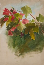 Feuilles de vigne