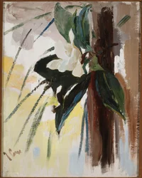 Magnolia