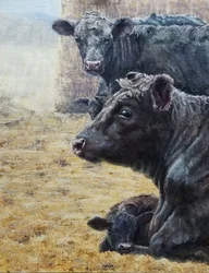 Famille de bovins noirs